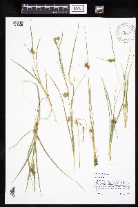 Carex viridula image
