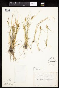 Carex viridula image