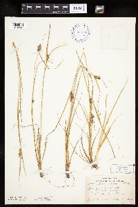 Carex viridula image
