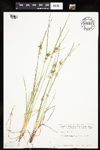 Carex viridula image