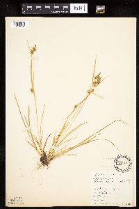 Carex viridula image