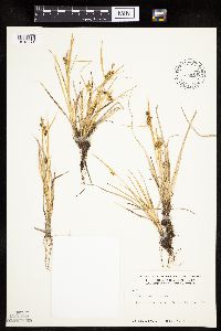Carex viridula image