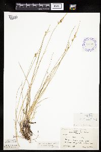 Carex viridula image