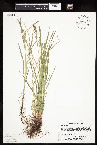 Carex woodii image