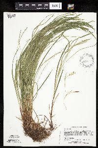 Carex woodii image