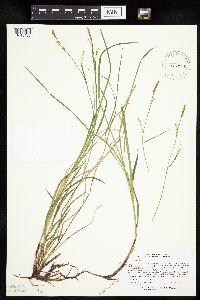 Carex woodii image