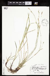 Carex woodii image