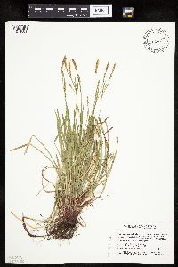Carex woodii image