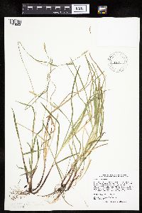 Carex woodii image