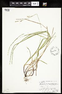 Carex woodii image
