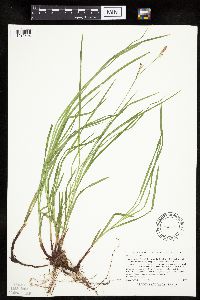 Carex woodii image