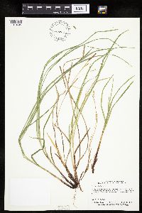 Carex woodii image