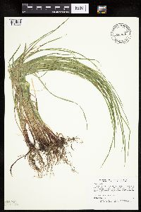 Carex woodii image
