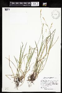 Carex woodii image