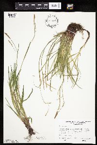 Carex woodii image