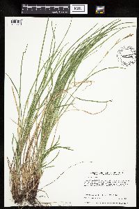 Carex woodii image