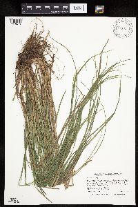 Carex woodii image