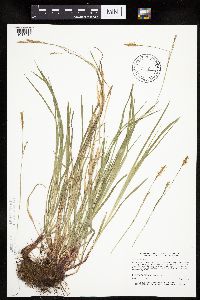Carex woodii image