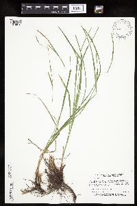 Carex woodii image