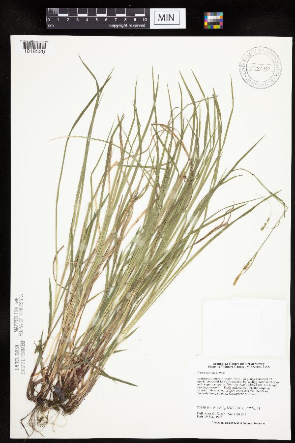 Carex woodii image