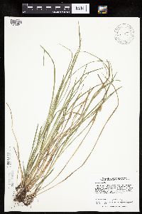 Carex woodii image