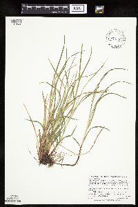 Carex woodii image
