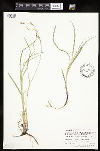 Carex woodii image
