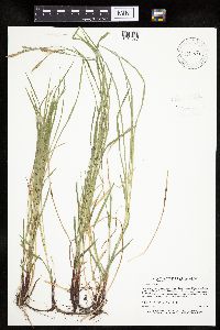 Carex woodii image