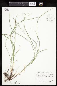 Carex woodii image