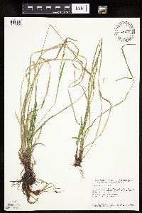 Carex woodii image