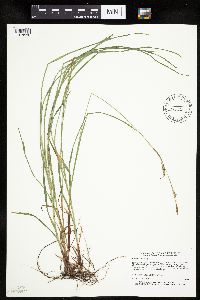 Carex woodii image