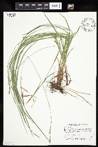 Carex woodii image
