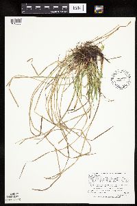 Carex woodii image