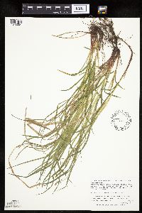 Carex woodii image
