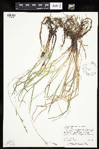 Carex woodii image