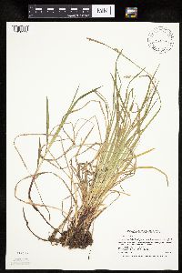 Carex woodii image
