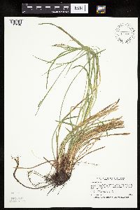 Carex woodii image