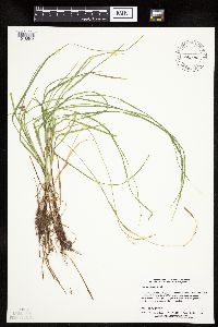 Carex woodii image