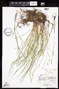 Carex woodii image