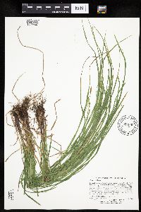 Carex woodii image
