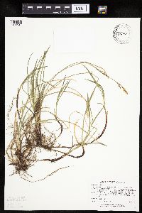 Carex woodii image