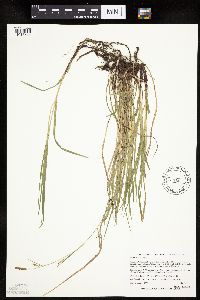 Carex woodii image