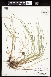 Carex woodii image