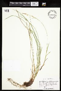 Carex woodii image