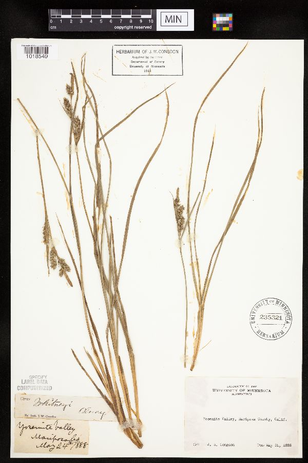 Carex whitneyi image