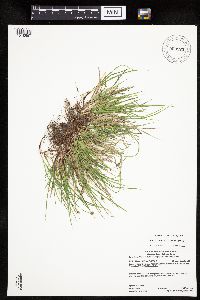 Carex umbellata image