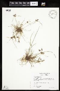 Cyperus bipartitus image