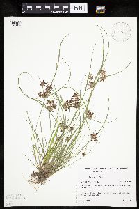 Cyperus bipartitus image