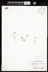 Cyperus bipartitus image