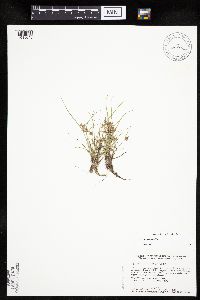 Cyperus bipartitus image